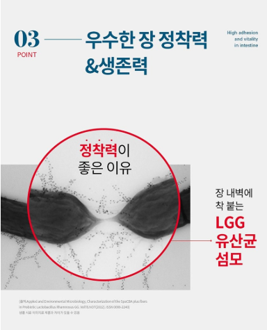 덴마크 유산균이야기 60캡슐